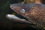 IMG 4548