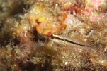 IMG 4523