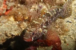IMG 4590