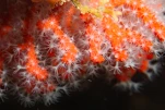 Polypes de corail rouge de Méditerranée