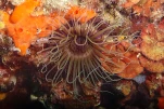 Cérianthe