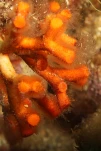 Faux corail (bryozoaire)