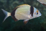 Sar