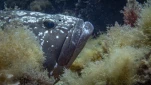 Mérou
