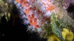 Corail rouge