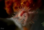 Serpule