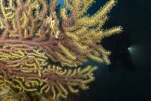 Gorgone Jaune
