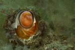 Astrée rugueuse(Gastéropode)