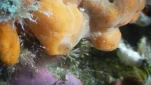 Eponge orange